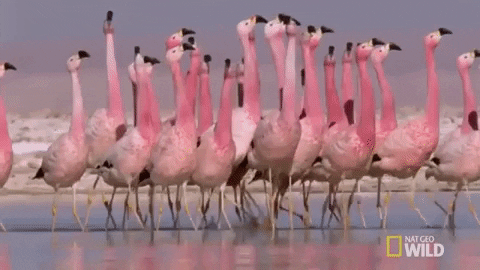 A flock of flamingoes