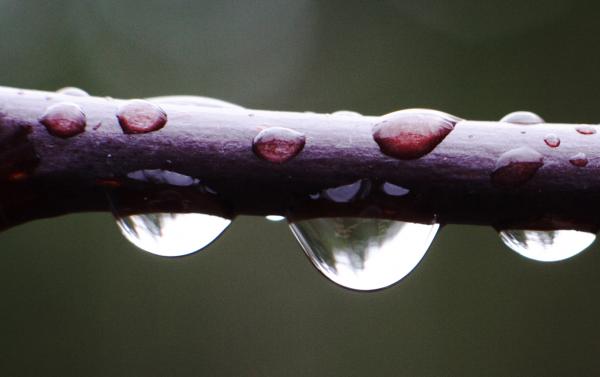 branch with water dripping