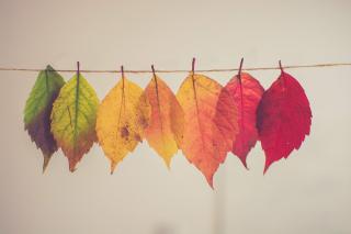 7 leaves changing color from green to red