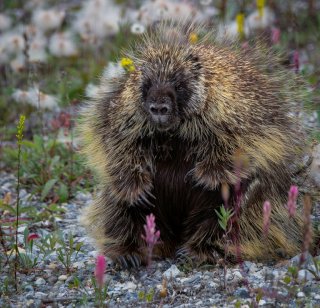 A porcupine